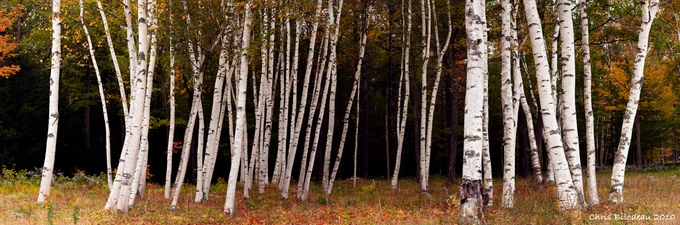 Birches_Color_2010sep21_WEB 72dpi