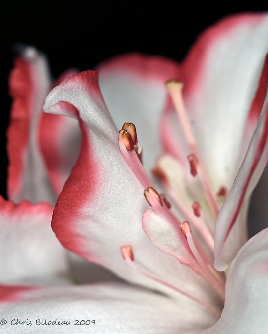 Flower_2009apr15_010 copy copy