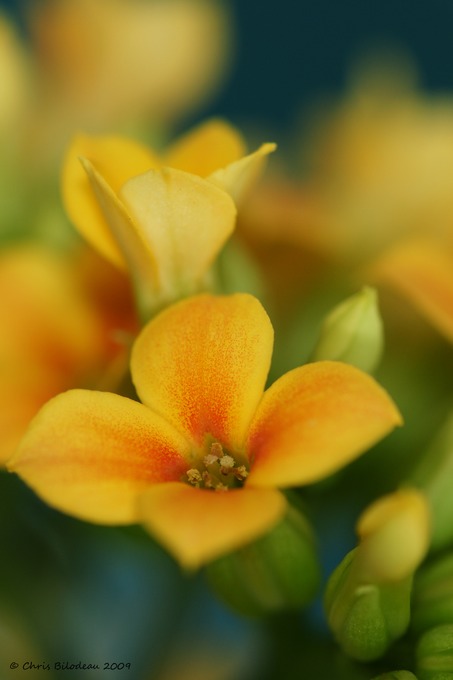 Flower_Macro_2009mar25_021