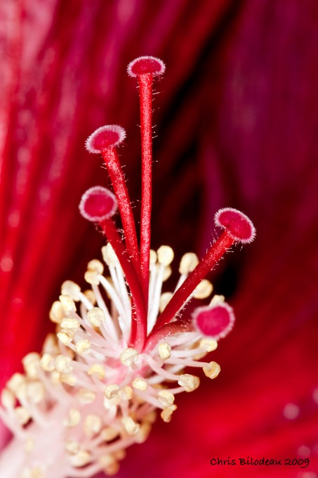 Flowers_2009jul14_0089_Tag