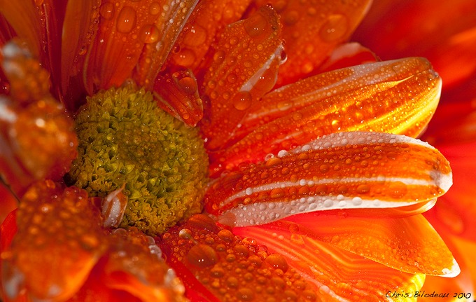 Flowers_Macro_2010jan10029_Tag