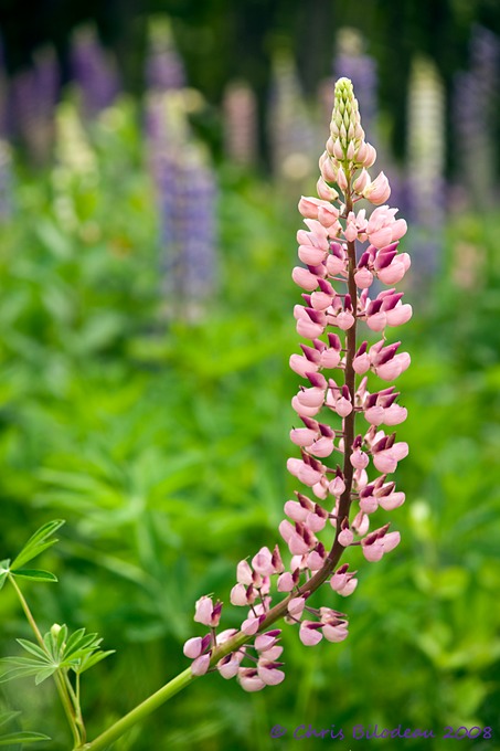 Indian_Point_Blagden_Preserve_2008jun15_004DSC04767 copy 2 copy