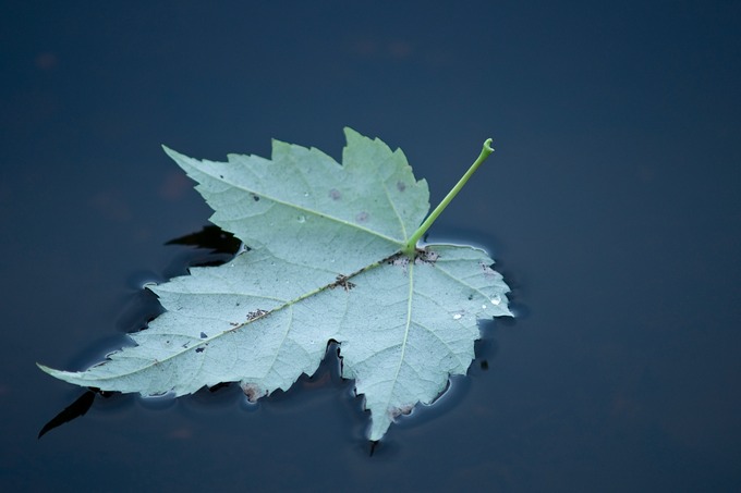 The_Great_North_Woods_2008aug28_095DSC07568 copy