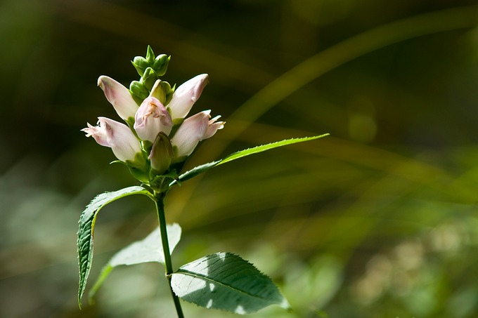The_Great_North_Woods_2008aug28_142DSC07615 copy