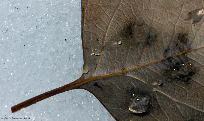 Vegetation_2009feb14_084 copy